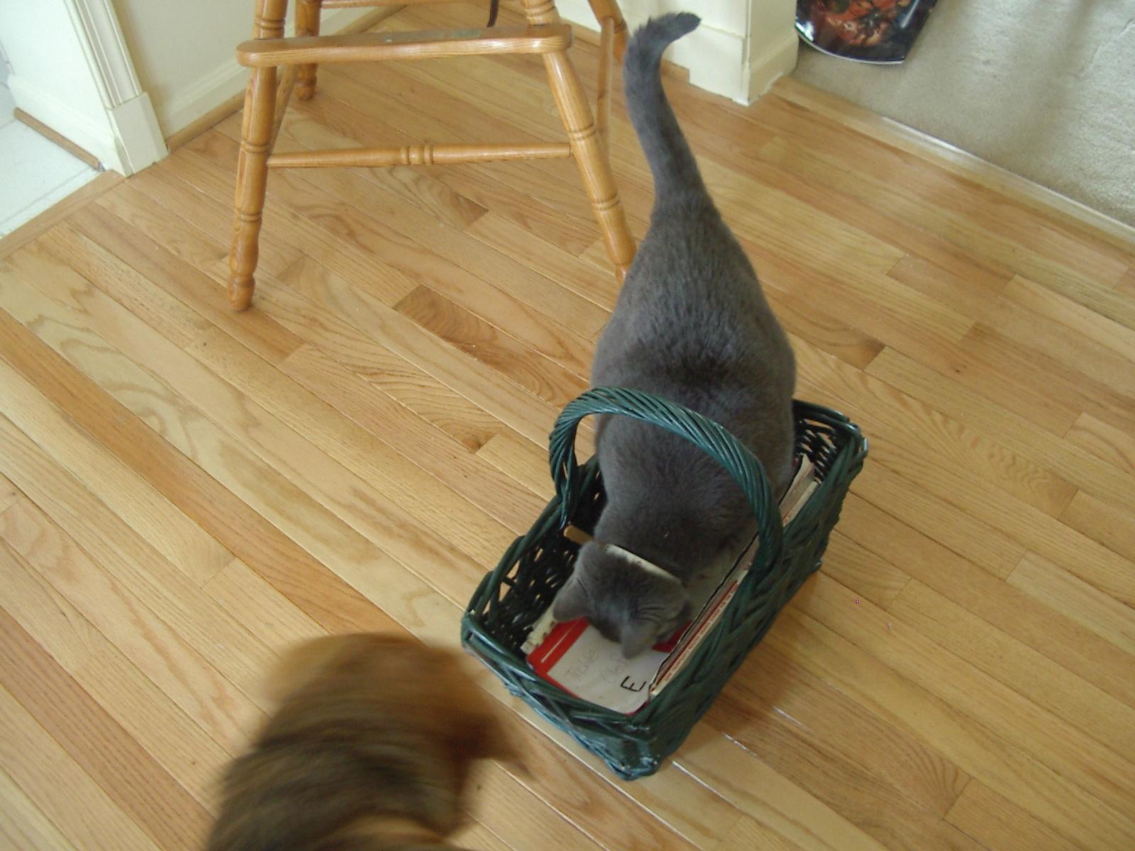 Bootsie eating a treat in a basket