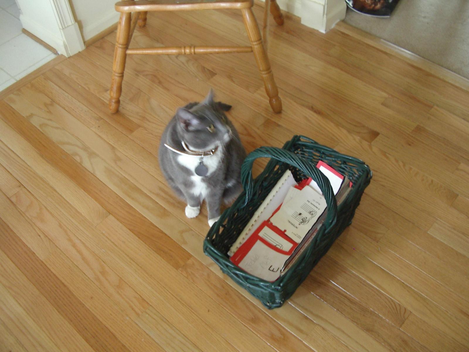 Bootsie and a basket. They make such a cute couple.