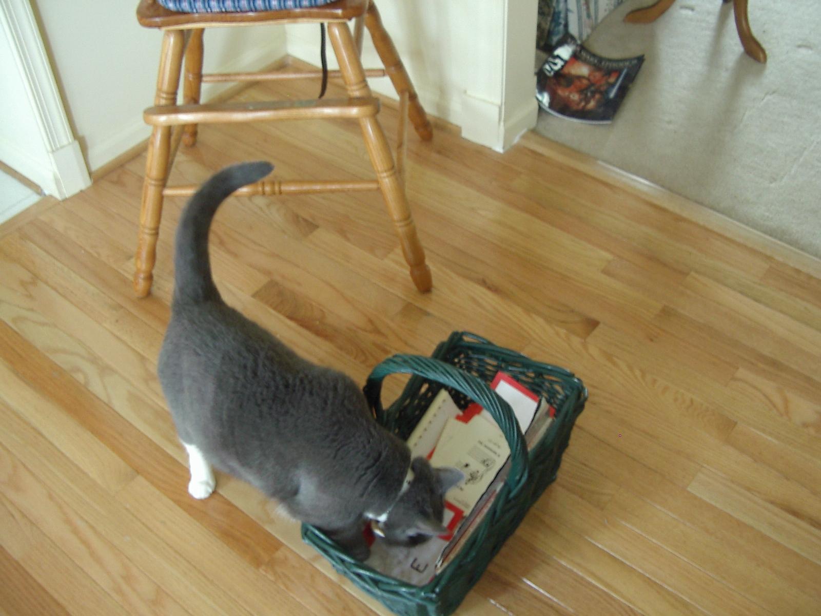 once again, Bootsie is with the basket